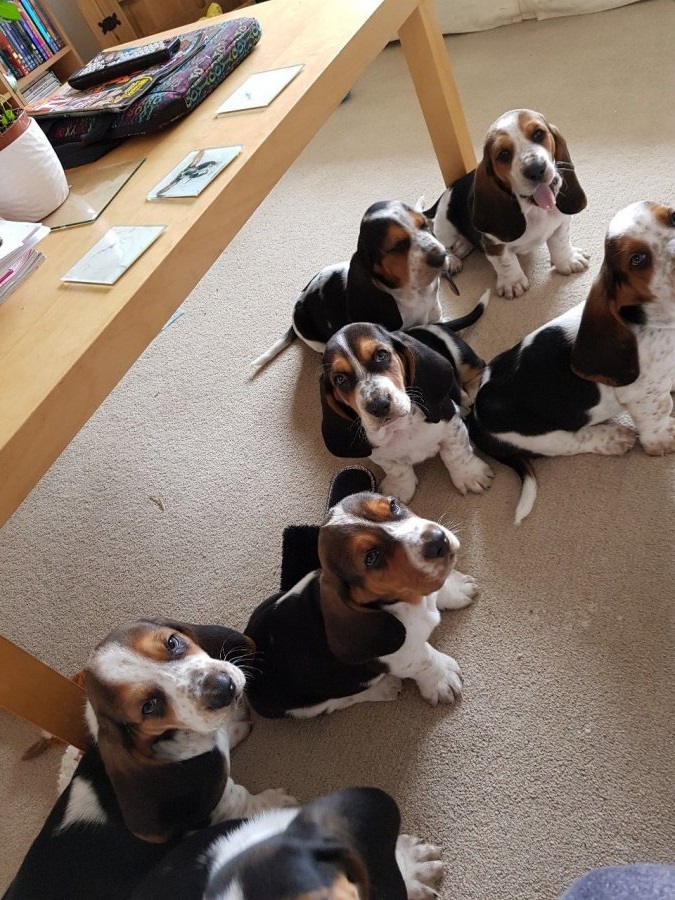 Basset Hound Puppies