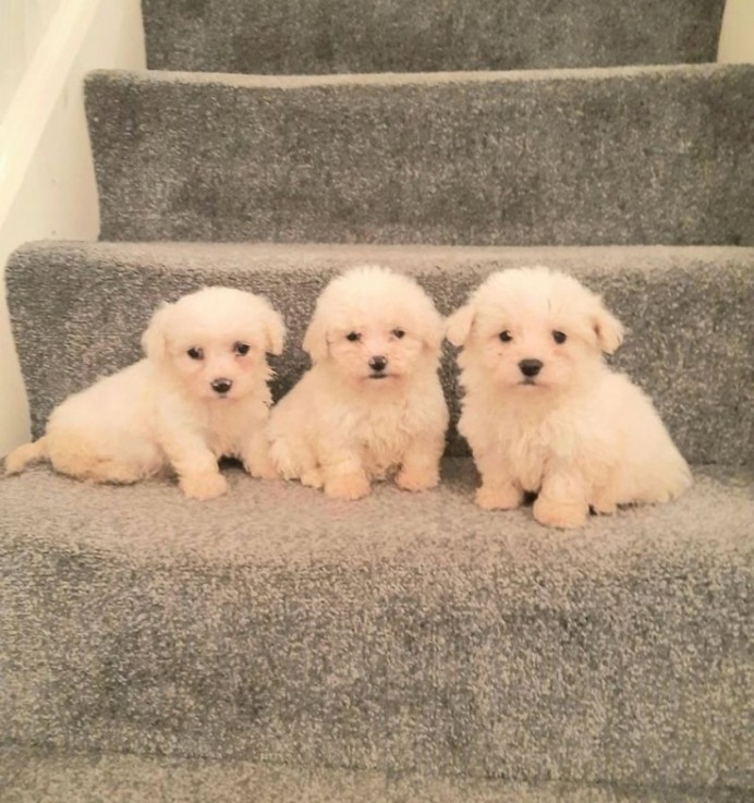 Bichon Frise Puppies