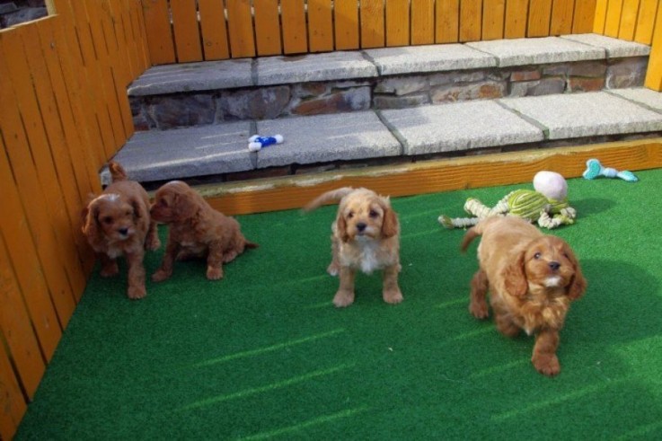 Cavapoo Puppies