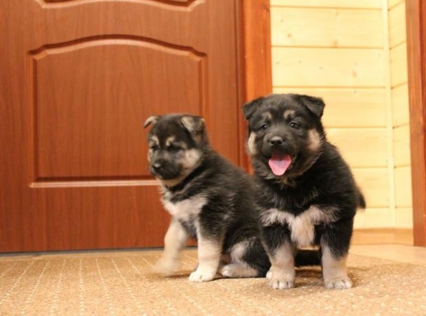 German Shepherd Puppies