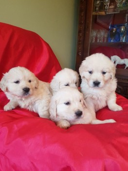 Super adorable Golden Retriever puppies.