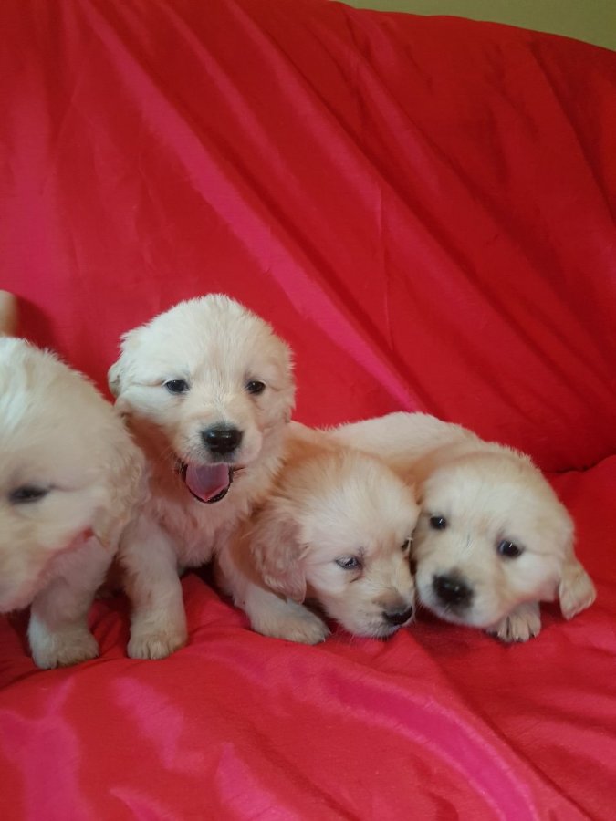 Super adorable Golden Retriever puppies.