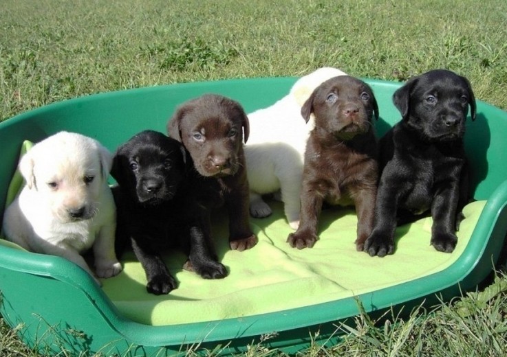 Labrador Puppies