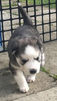 Pure Bred Full Pedigree Siberian Husky P