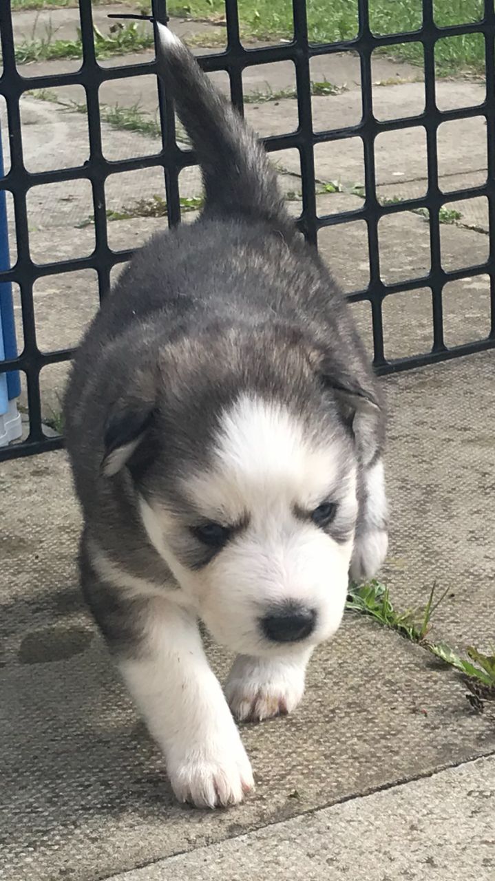 Pure Bred Full Pedigree Siberian Husky P