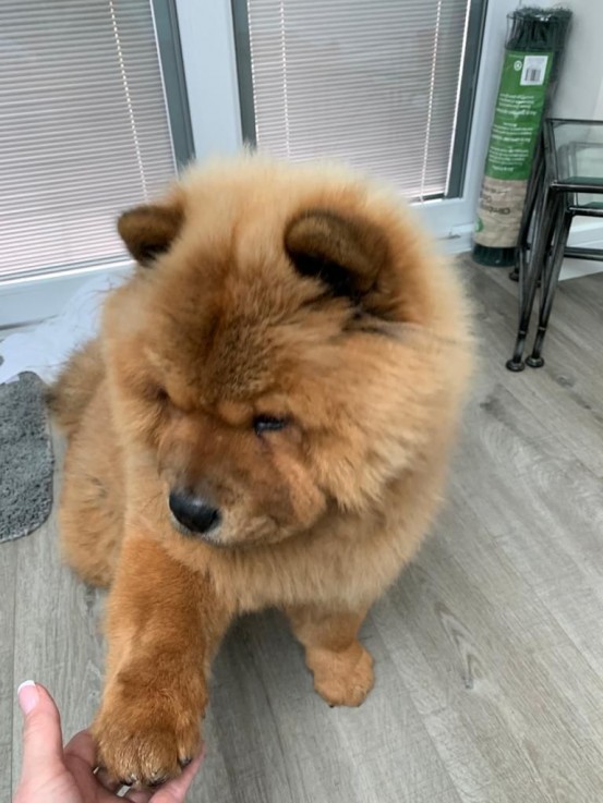 Very Playful Chow Chow Pups For Sale