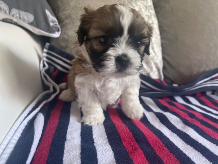 Adorable Male And Female Shih Tzu Puppie