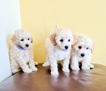 Affectionate Maltipoo Puppy for sale 