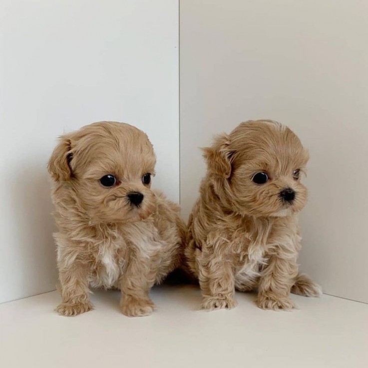 Affectionate Maltipoo Puppy for sale 