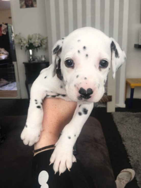 Dalmatian Puppies