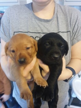 Kc Registered Labrador Pups