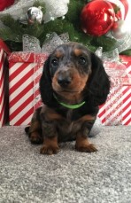 Dachshund puppies ready