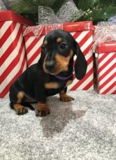 Dachshund puppies ready