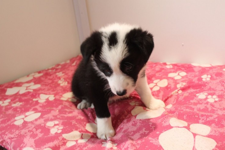 Border Collie puppies