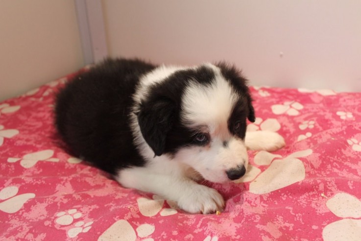 Border Collie puppies