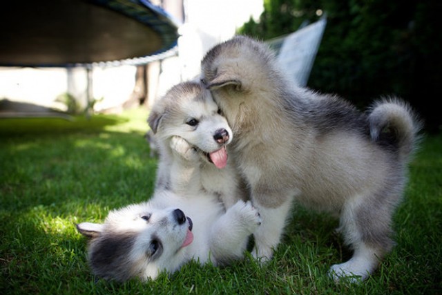 Kennel Club Registerd Alaskan Malamutes 