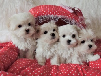 Maltese Puppies