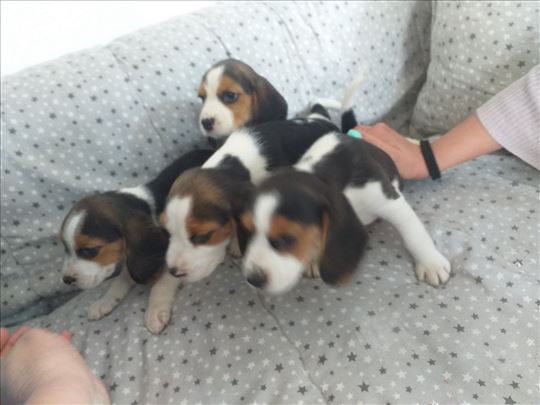 Beagle Puppies