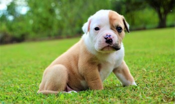 Gorgeous American Bulldog Puppies