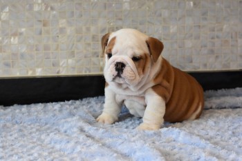 Gorgeous English Bulldog Pups