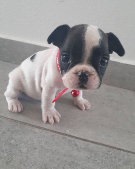 FRENCH BULLDOG PUPPY FOR SALE 