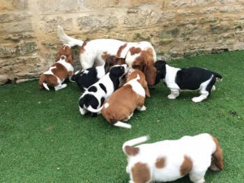 Basset Hound Puppies.