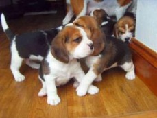 Stunning Beagle Puppies