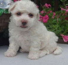 Bitchon Frise puppy for sale