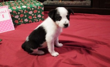 Beautiful Border Collie Puppies