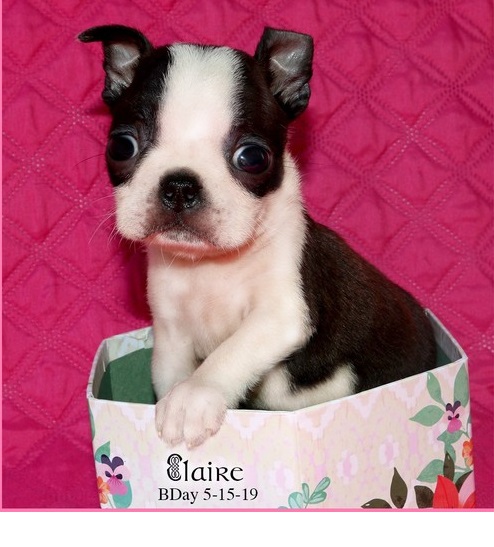 Kc Reg Boston Terrier Puppies