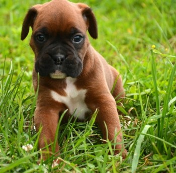 Registered Deep Red Boxer Puppies Ready 