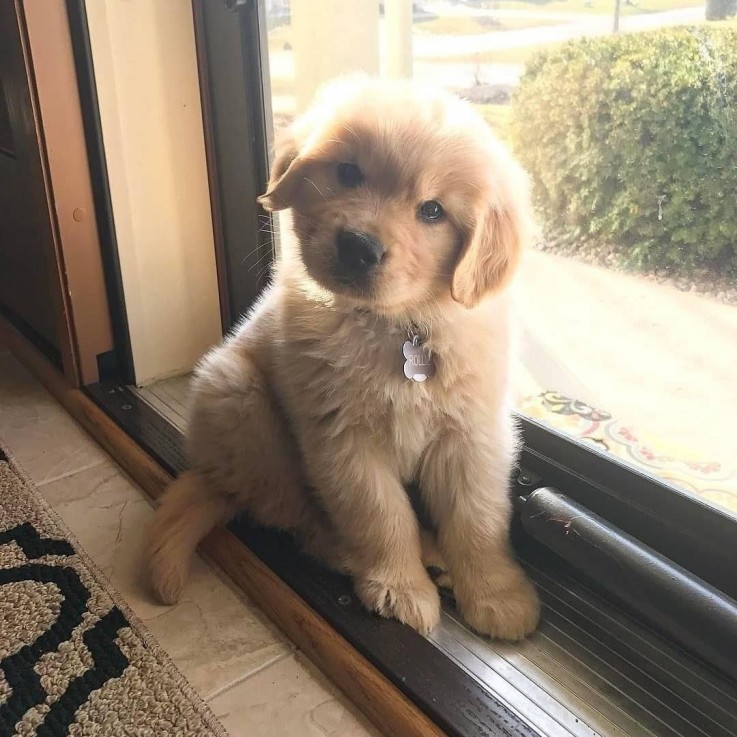 Registered Golden Retriever Puppy for sa