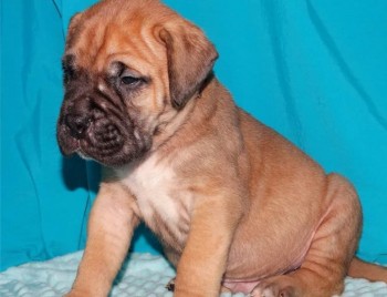 Kc Registered Pedigree Bullmastiff Puppi