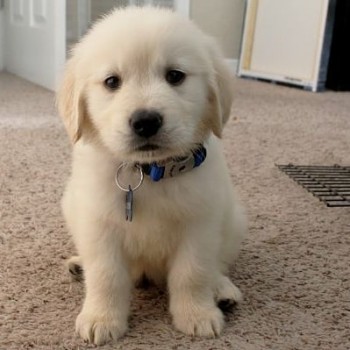 Registered Golden Retriever Puppy for sa