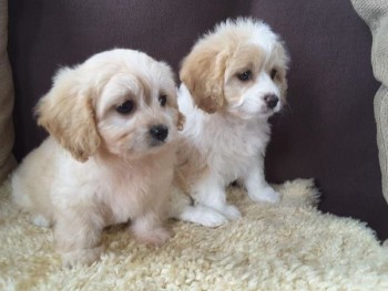 Amazing F2 Cavachon Puppies