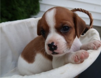 Stunning Kc Registered Cavalier King Cha