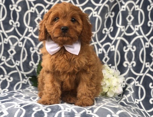 Cavapoo Puppies ready now