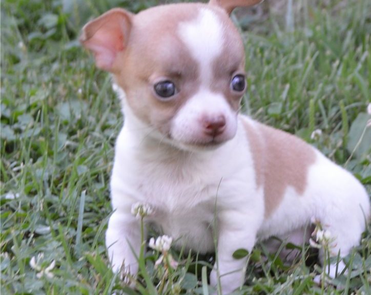 2 Male and female Chihuahua Puppies