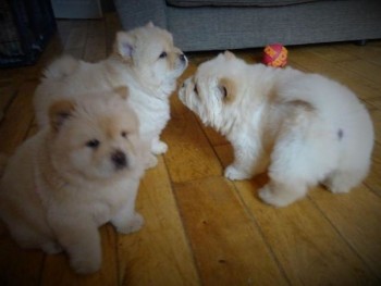 Chow Chow Puppies For Sale