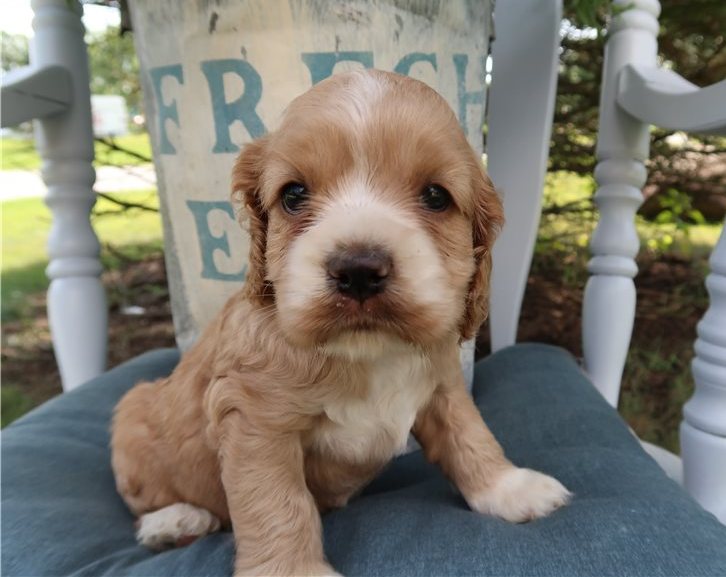 Beautiful Cocker Spaniel Puppies