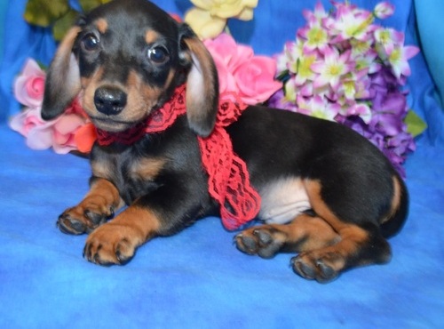 Kc Reg Miniature Wire Haired Dachshund P