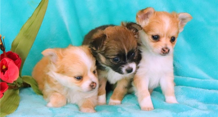 Chorkie Pups For Sale