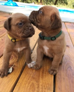 Gorgeous Dogue De Bordeaux Puppies