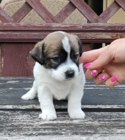 Jack Russell Puppies