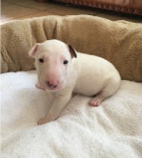 English Bull Terrier Puppies