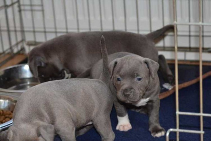 Stafford shire bull terrier puppies