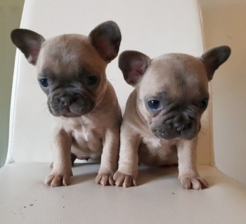 French Bulldog Puppies Kc Ready To Go!