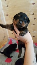 Rottweiler Puppies