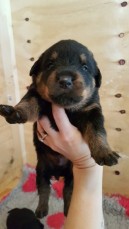 Rottweiler Puppies