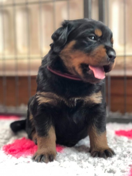 Rottweiler Puppies